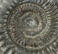 Dactylioceras Ammonite Fossil - England #100465-1